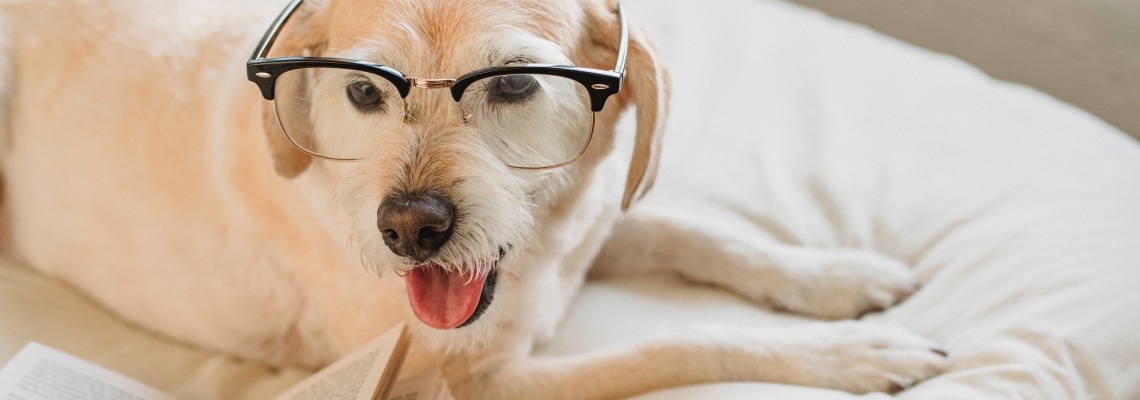 white lab with glasses on bed