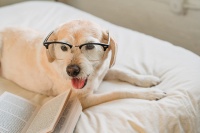 white lab with glasses on bed